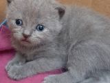 British-Scottish Fold Kardeşler