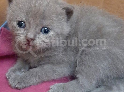 British-Scottish Fold Kardeşler görsel