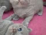 British-Scottish Fold Kardeşler