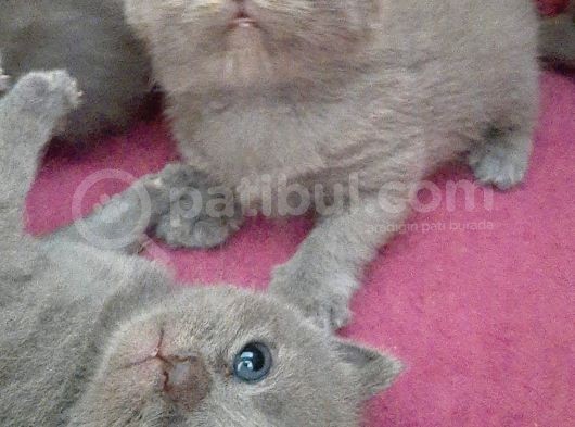 British-Scottish Fold Kardeşler görsel