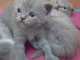 British-Scottish Fold Kardeşler