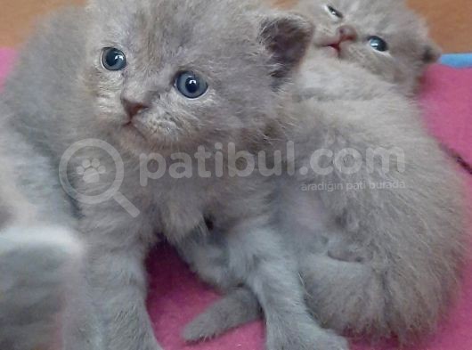 British-Scottish Fold Kardeşler görsel