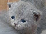 British-Scottish Fold Kardeşler