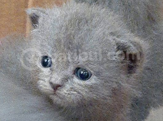 British-Scottish Fold Kardeşler görsel