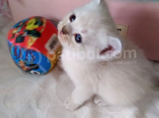 Minnoşlar görsel