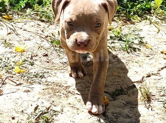 American Bully Yavrularımız  görsel