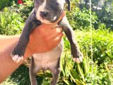 American Bully Yavrularımız 