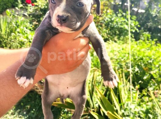 American Bully Yavrularımız  görsel