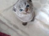 Minnoşlar