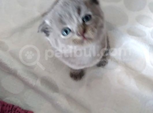 Minnoşlar görsel