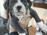 American Bully Yavrularımız 