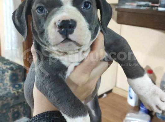 American Bully Yavrularımız  görsel