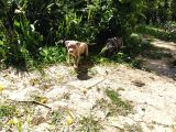 American Bully Yavrularımız 