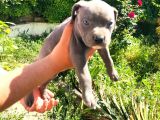 American Bully Yavrularımız 