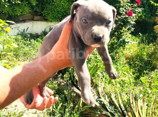 American Bully Yavrularımız  görsel