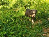 American Bully Yavrularımız 