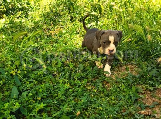 American Bully Yavrularımız  görsel