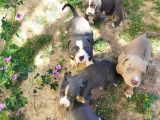 American Bully Yavrularımız 