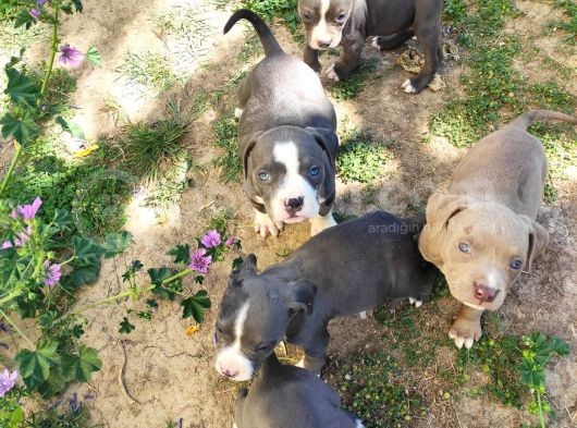 American Bully Yavrularımız  görsel
