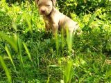 American Bully Yavrularımız 