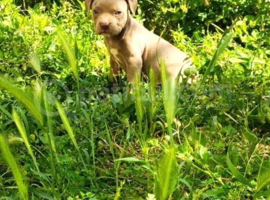 American Bully Yavrularımız  görsel