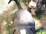 American Bully Yavrularımız 