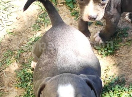 American Bully Yavrularımız  görsel
