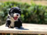 Morkie Yavrularımız Gelmiştir