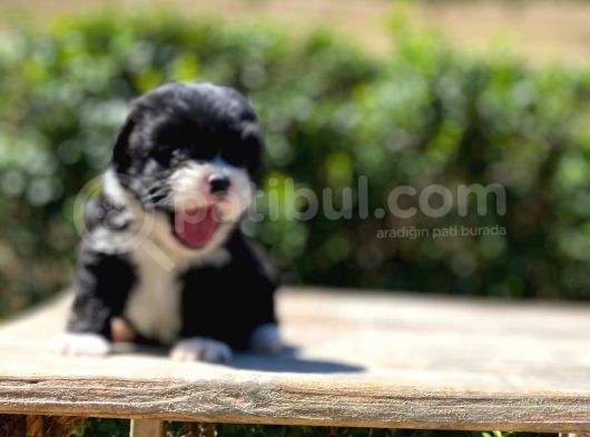 Morkie Yavrularımız Gelmiştir görsel