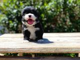 Morkie Yavrularımız Gelmiştir