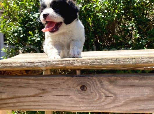 Morkie Yavrularımız Gelmiştir görsel