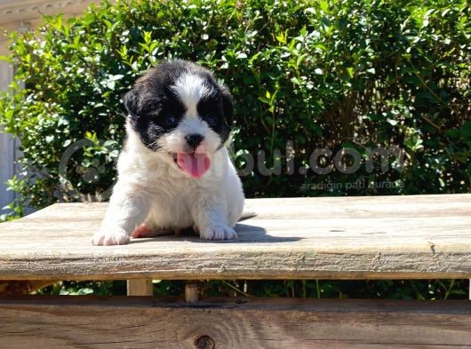 Morkie Yavrularımız Gelmiştir görsel