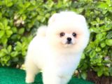 Pomeranian Boo White Yavrular