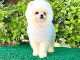 Pomeranian Boo White Yavrular