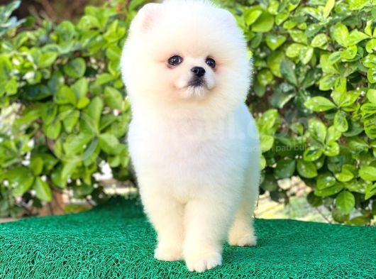 Pomeranian Boo White Yavrular