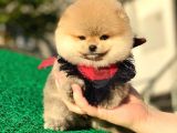 Pomeranian Boo Yavrular