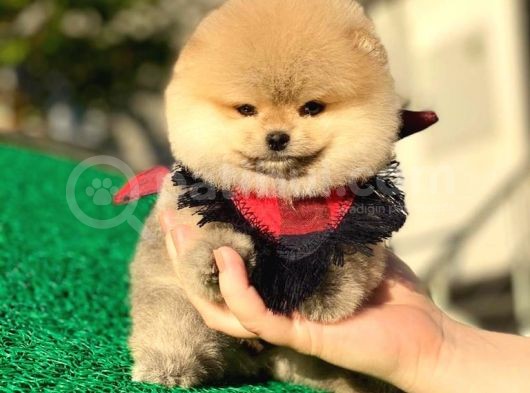 Pomeranian Boo Yavrular görsel