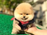 Pomeranian Boo Yavrular