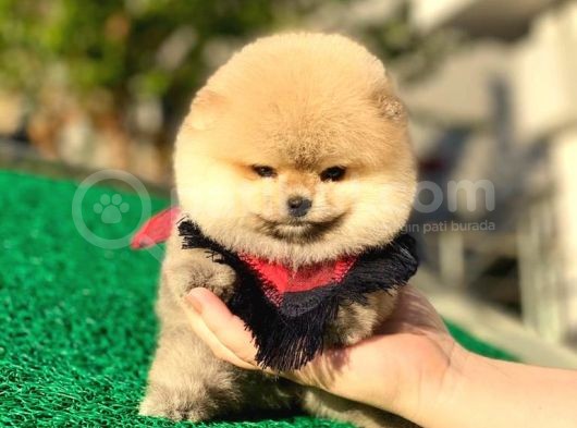 Pomeranian Boo Yavrular görsel