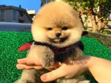 Pomeranian Boo Yavrular