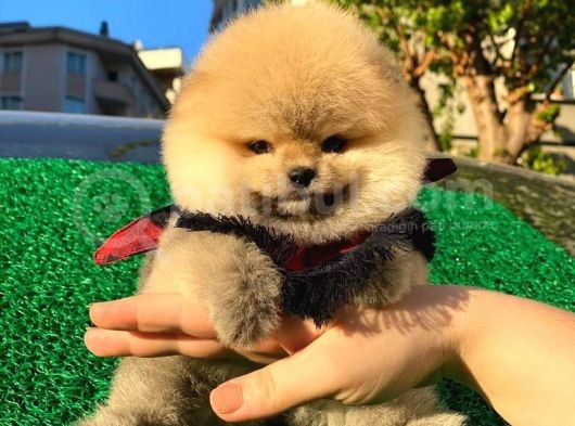 Pomeranian Boo Yavrular görsel
