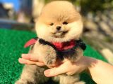 Pomeranian Boo Yavrular