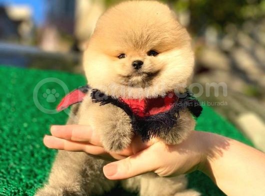 Pomeranian Boo Yavrular