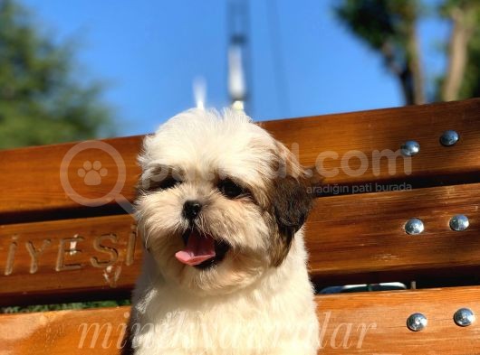 Safkan A Kalite Shih Tzu Yavrularımız görsel