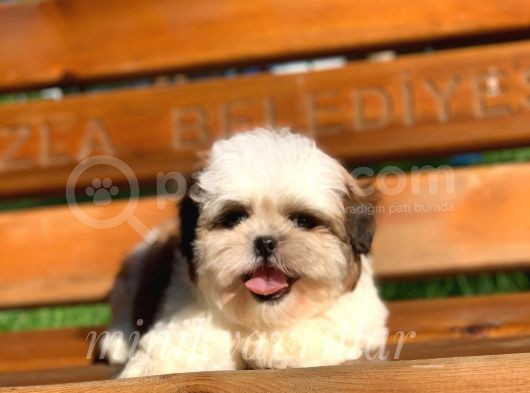 Safkan A Kalite Shih Tzu Yavrularımız görsel