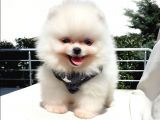Pomeranian Boo Teddy Bear Yavrular