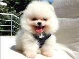 Pomeranian Boo Teddy Bear Yavrular