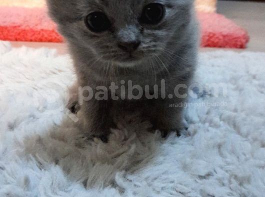 1 Aylık Erkek Yavru 10 Güne Teslim Edilir görsel