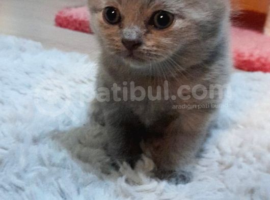 1 Aylık Erkek Yavru 10 Güne Teslim Edilir görsel