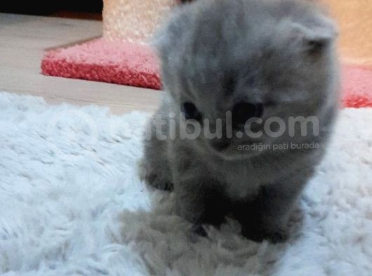 1 Aylık Erkek Yavru 10 Güne Teslim Edilir görsel